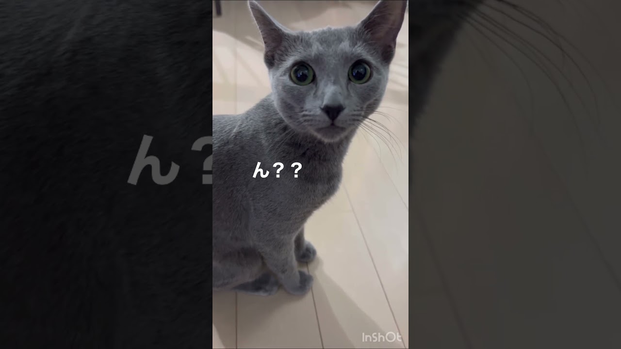 可愛い声でお返事してくれる　#Shorts #ロシアンブルー　#ねこ　#ねこ動画　#cat #猫　#Russianblue
