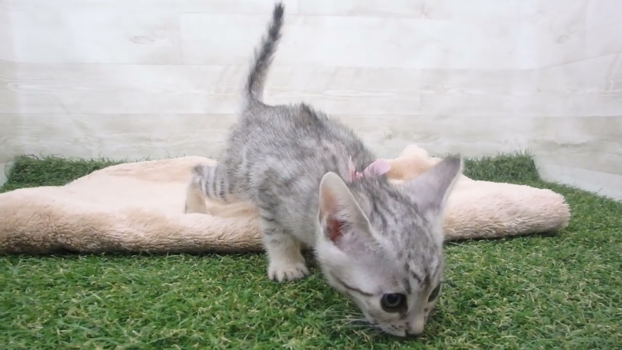 Coo&RIKU　No00585210 エジプシャンマウ