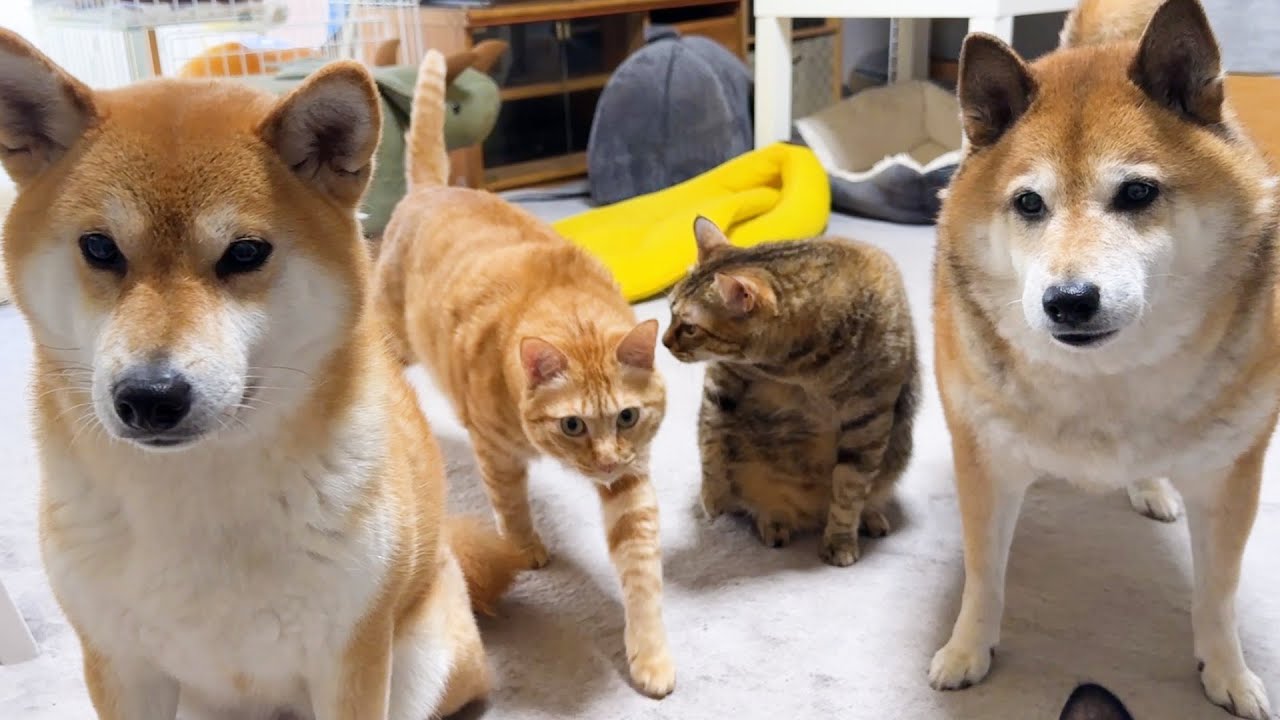 柴犬2匹と猫6匹で暮らす我が家の大家族の朝【犬と猫の暮らし】
