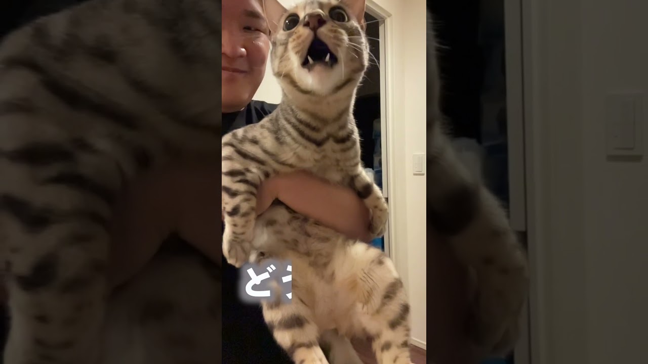 飼い主のせいで野太い声になってしまった猫 #ベンガル #ルトロゼ #猫