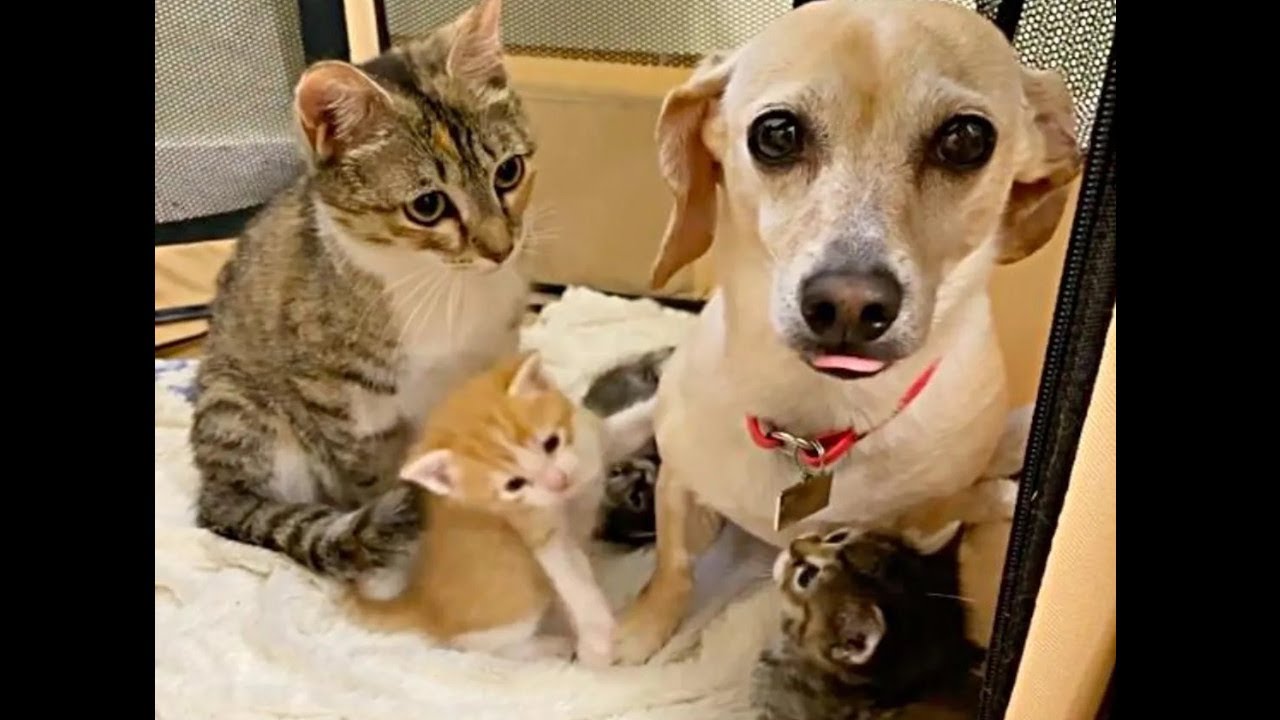 6匹の子猫を出産し大忙しの母猫。そこへ犬がやってきて、子育てを手伝ってくれました【感動実話 動物】