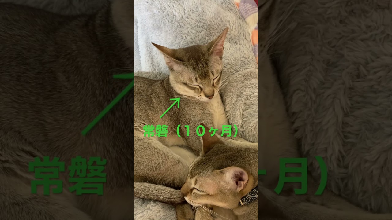 大きさがほぼ変わらない兄者と弟者 #シンガプーラ