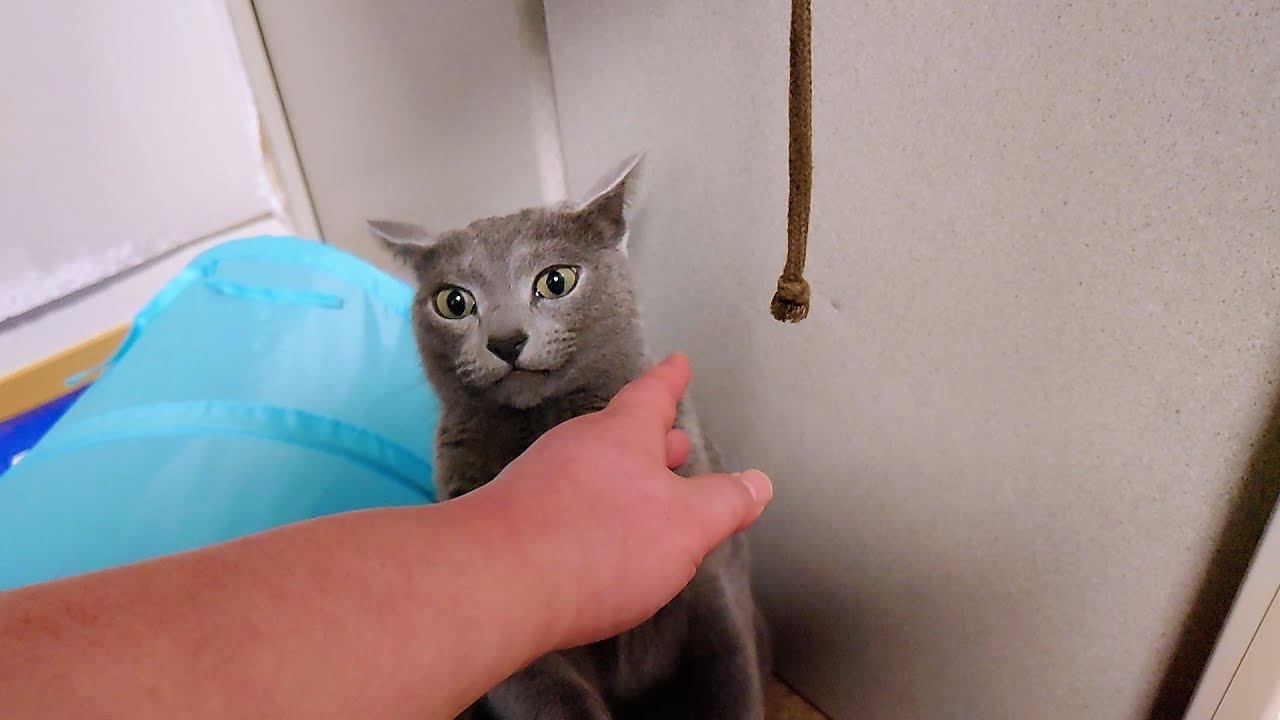 【猫動画】おもちゃのある場所を知っているロシアンブルー【russianbule】Russian blue knows where toys are