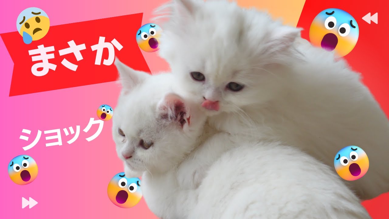 子猫が返される鴨！になった経緯とは・・痛恨の極み！