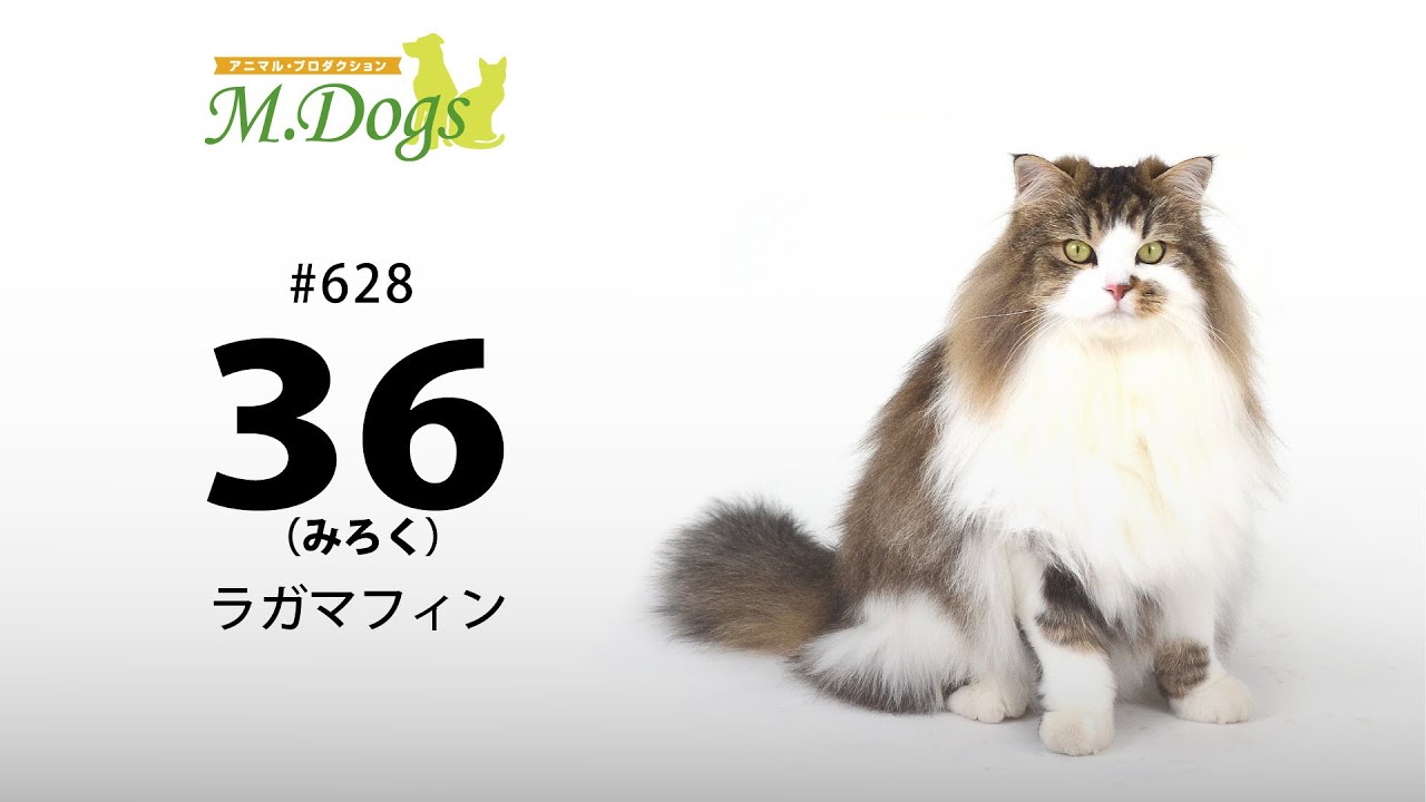 ペットモデル #628 ラガマフィン「36(みろく)」