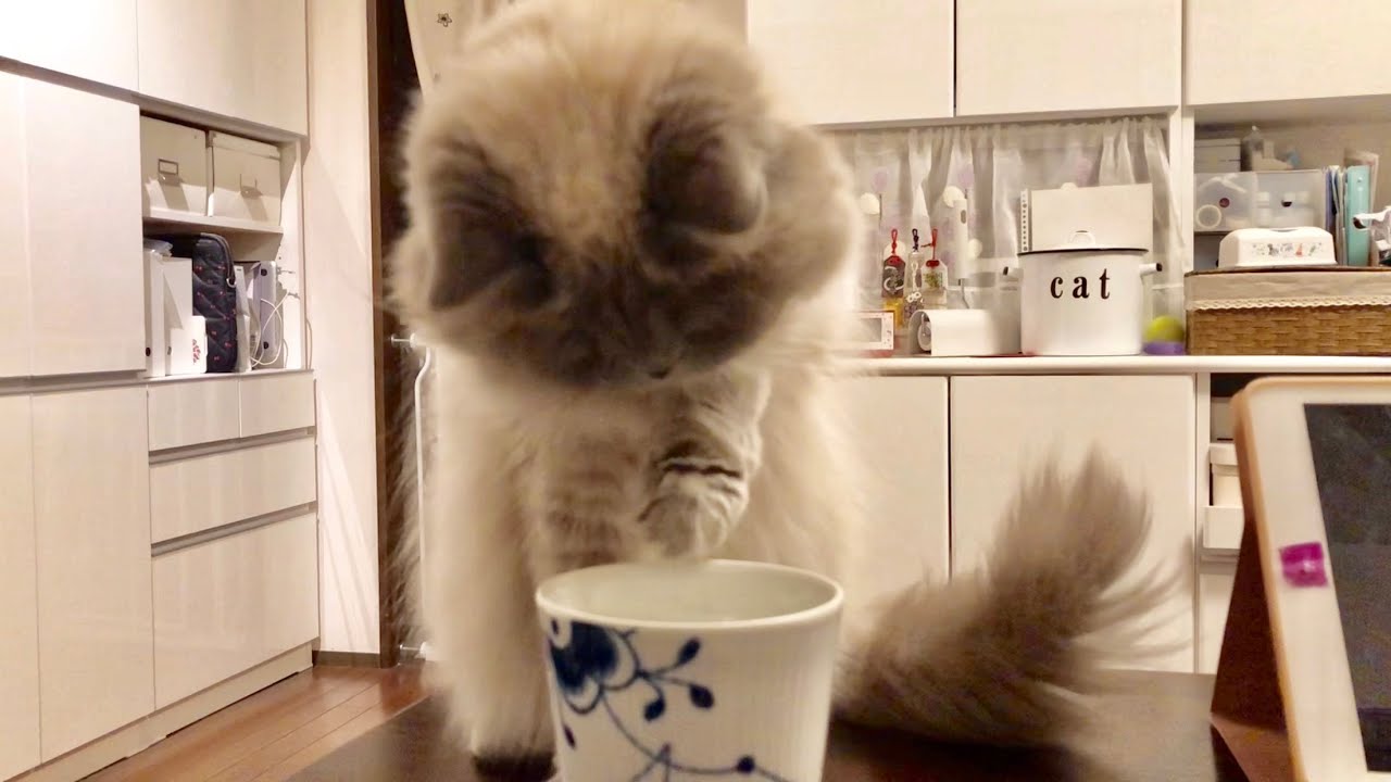 コップが気になる猫 [ヒマラヤン]／Cat interested in a cup.[Himalayan]