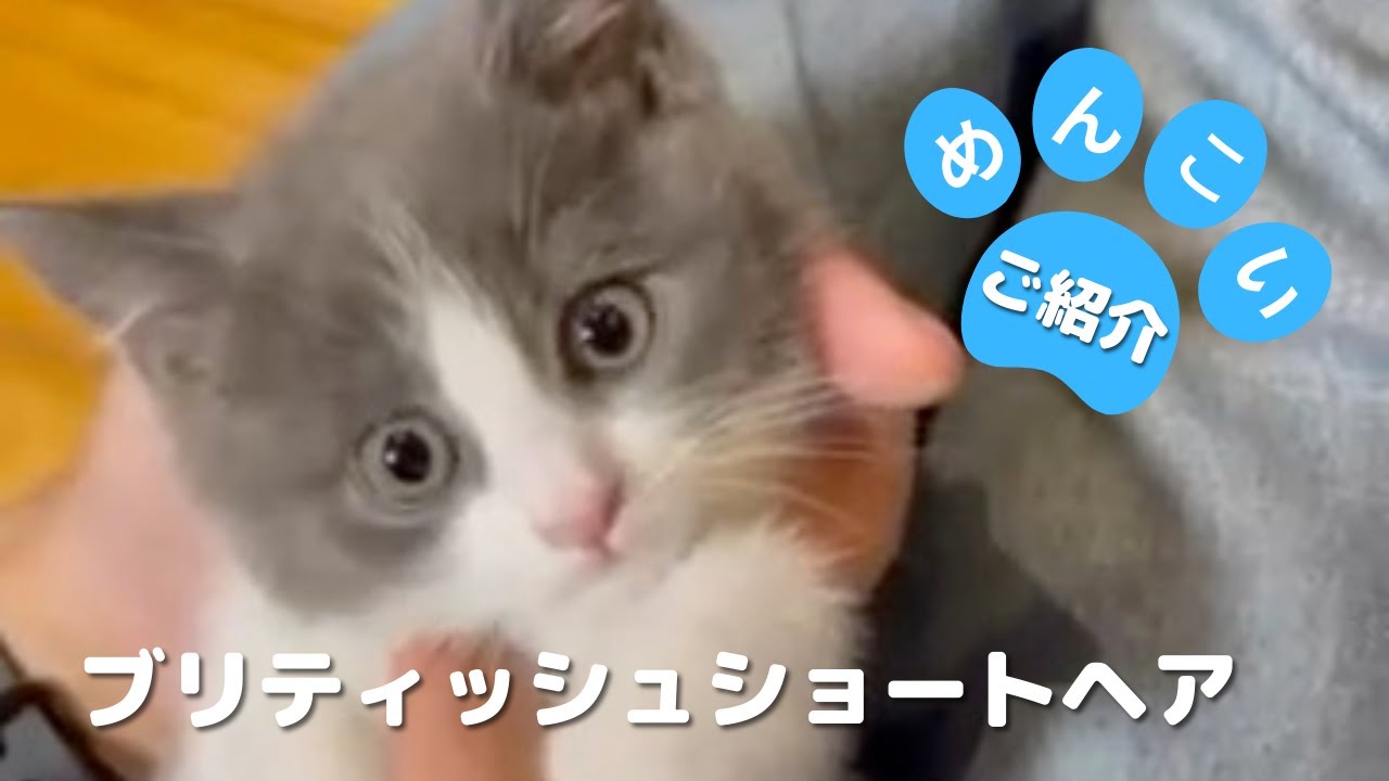 【ブリティッシュショートヘア子猫のご紹介】お顔の可愛らしさにキュンです！