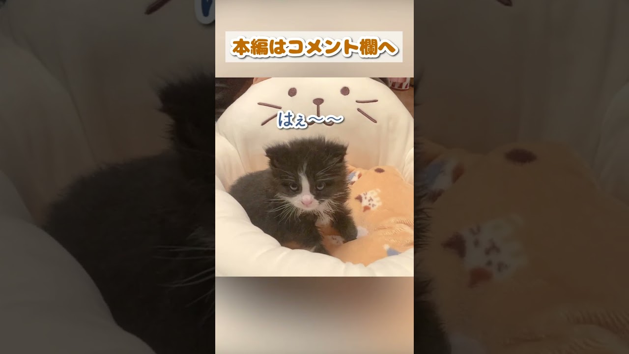 子猫を新しい大きなベッドにのせたら可愛いすぎる反応された #shorts