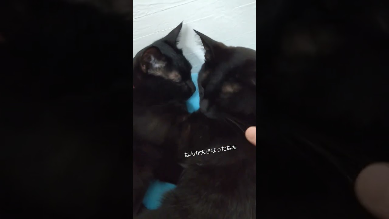 もう少しで1歳の子猫【つぶこし】 #保護猫 #猫のいる暮らし #黒猫 #cat #shrots