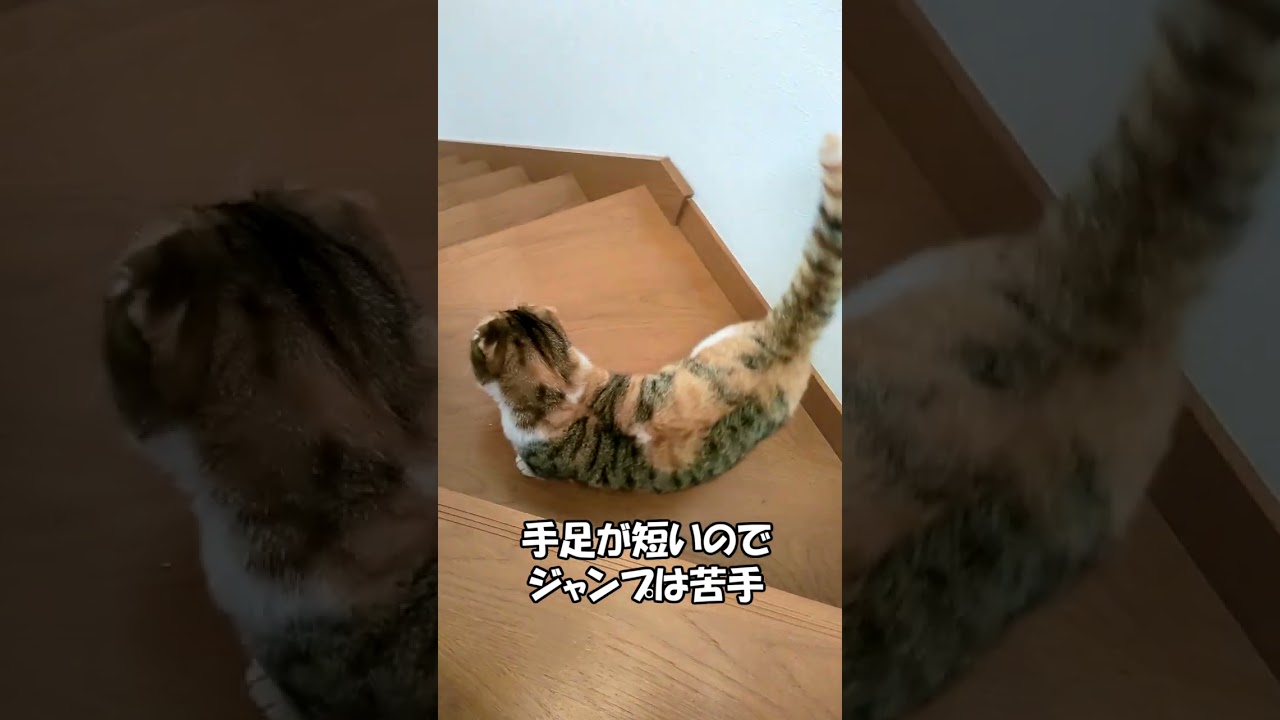 階段得意です　マンチカン「むぎ」　 ねこずちゃんねるshorts154 #ねこ #猫 #cat #仔猫 #短足 #shorts