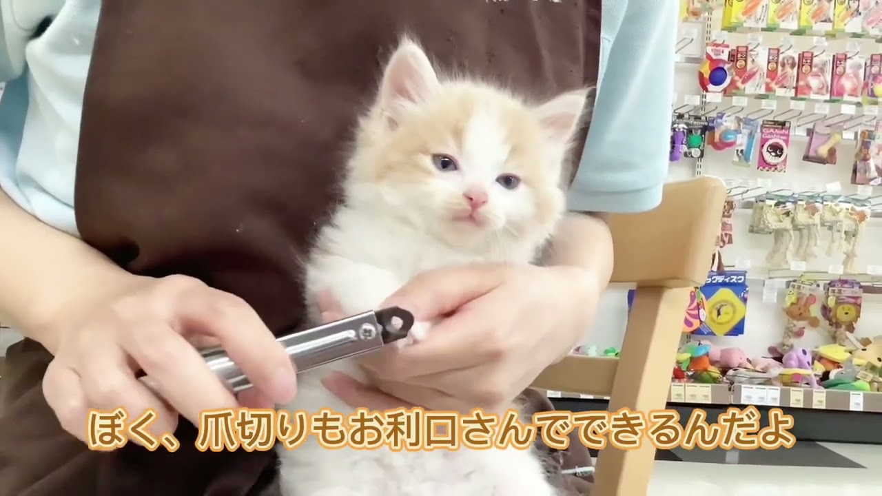 【 ラガマフィン 】美形でお利口さんなもふもふ王子