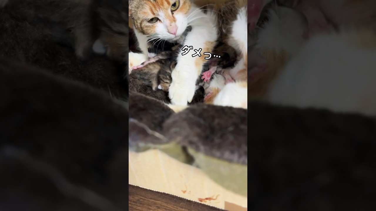 母猫ちゃん、生まれたて子猫の寝顔を分けて… #shorts