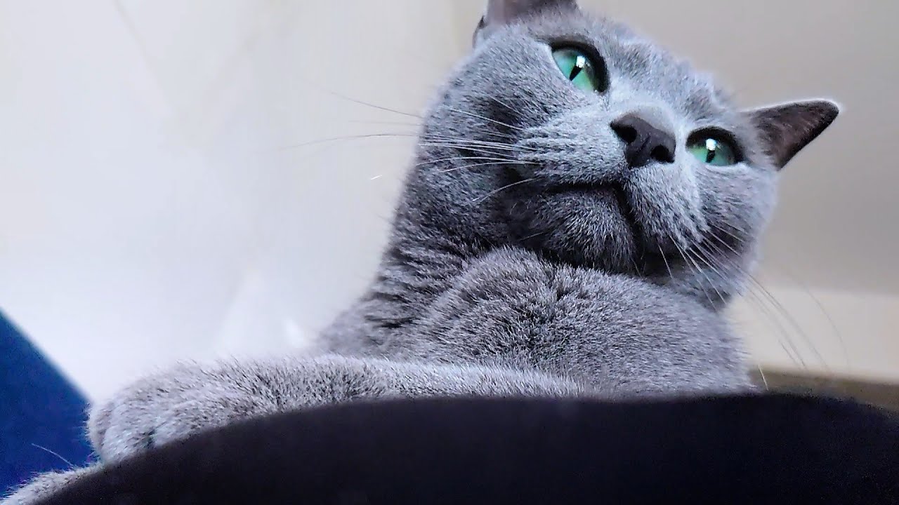【猫動画】必ず嫁にくっつくか上に乗るロシアンブルー【russianbule】A Russian Blue that clings to its bride or rides on it
