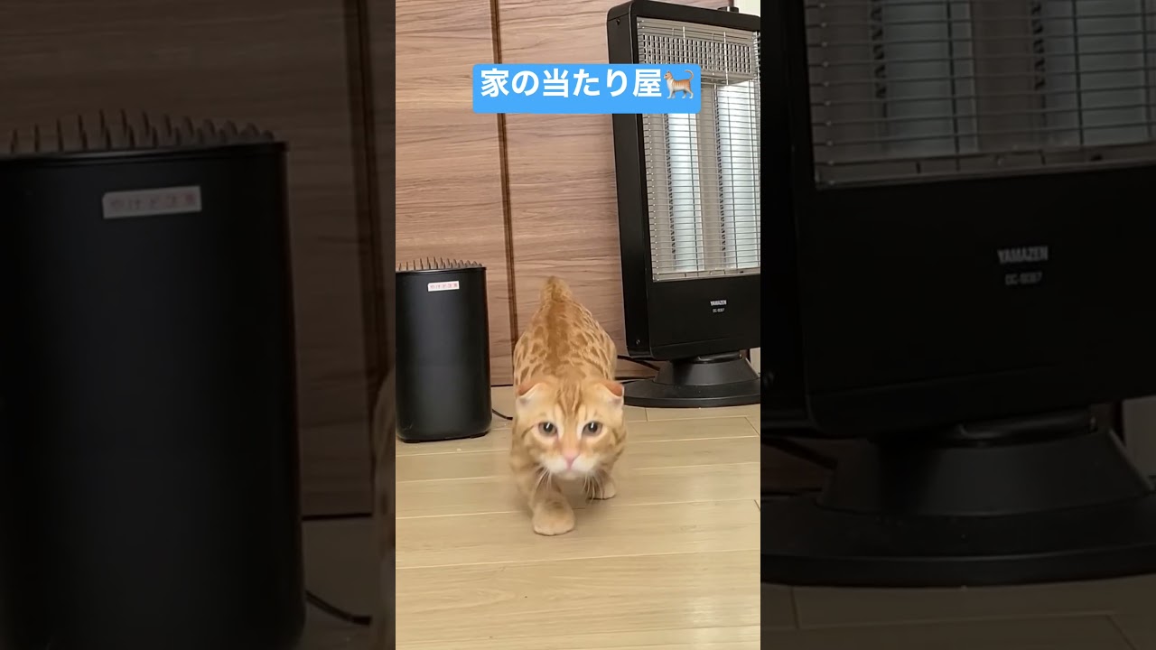 結構激しい🐈 #キンカロー #猫 #cat #子猫 #猫のいる暮らし #catlover #고양이 #catvideos #catlovers #catvideo