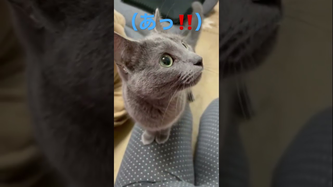 何かを探し続ける猫（ロシアンブルー）#shorts