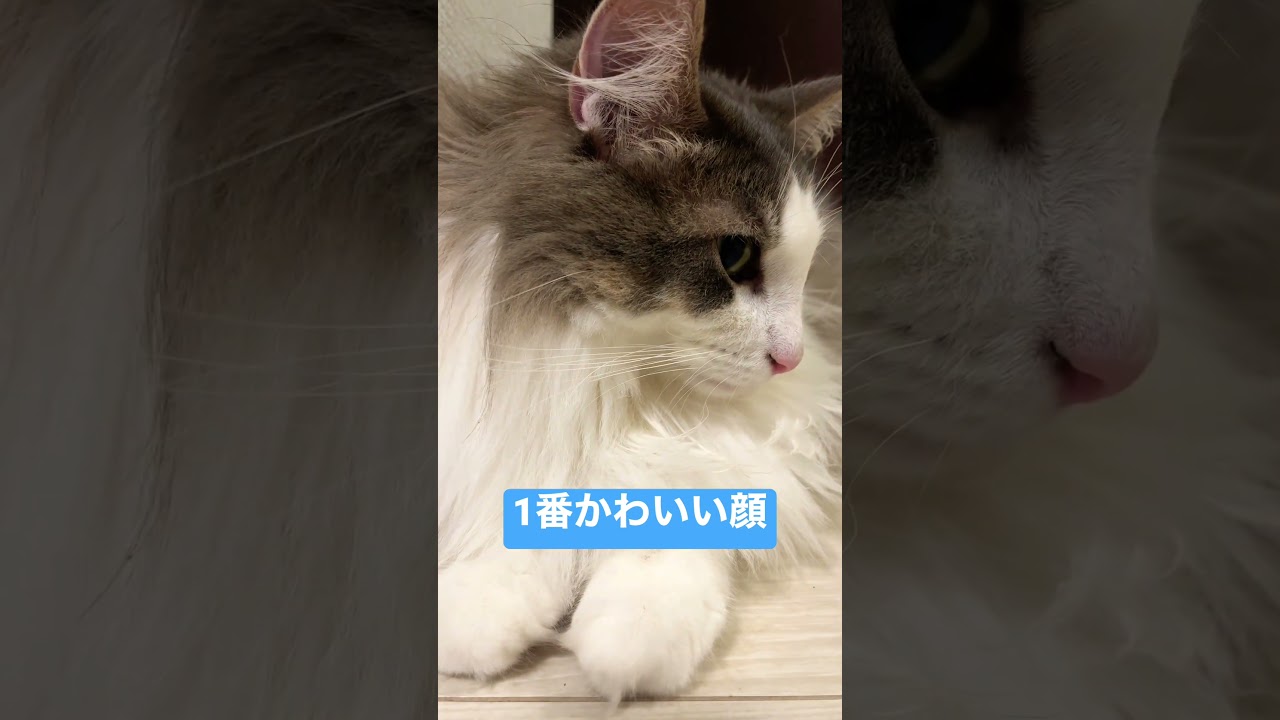 世界一可愛い上目遣い。【ノルウエージャンフォレストキャット】