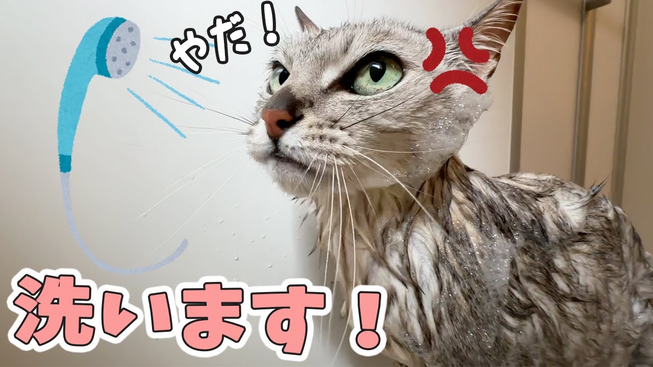 文句を言いまくって頑張るマロちゃんのシャンプー！