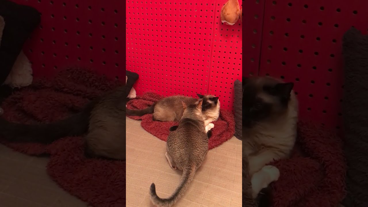 コタツから飛び出るシンガプーラなのにゃ♪