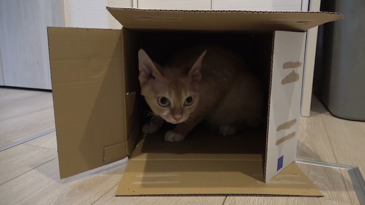 デボンレックス兄は段ボール箱が大好きです(Devon Rex cat likes cardboard boxes)