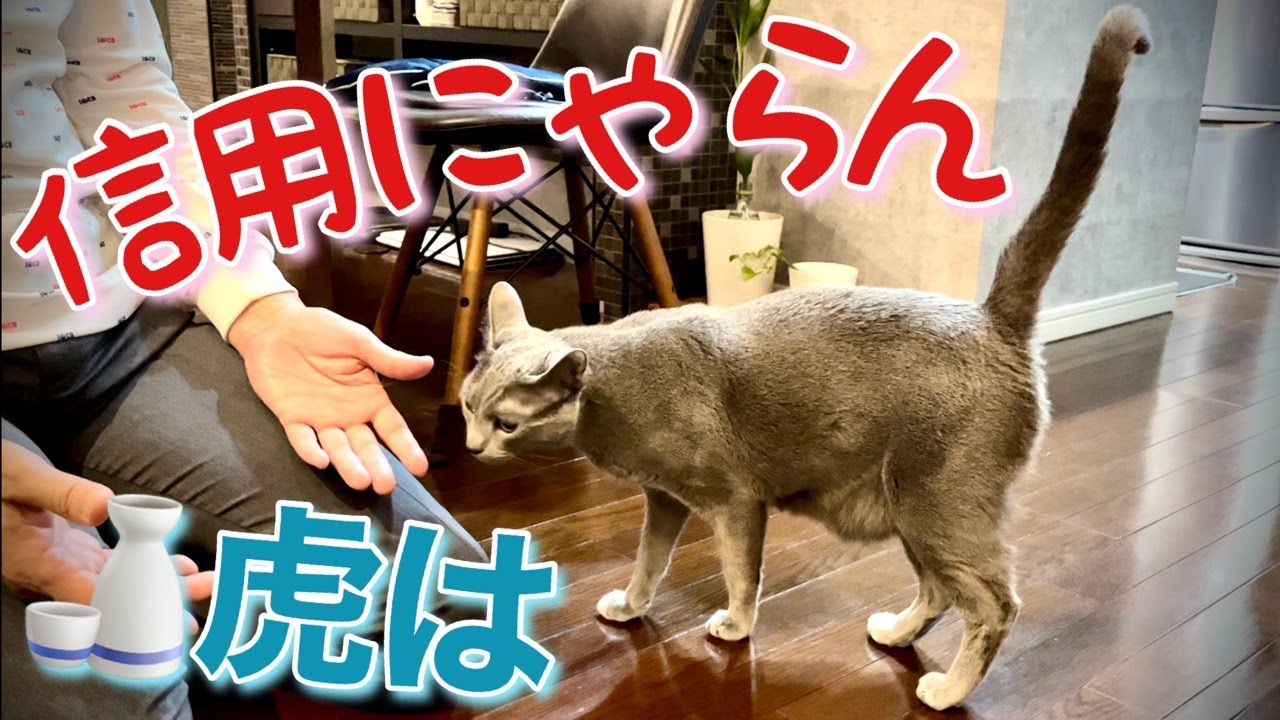 ロシアンブルー | 猫が過剰な警戒心を見せる時 [Russian Blue cat Kotetsu] When the cat show excessive vigilance