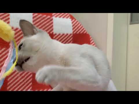 トンキニーズちゃん