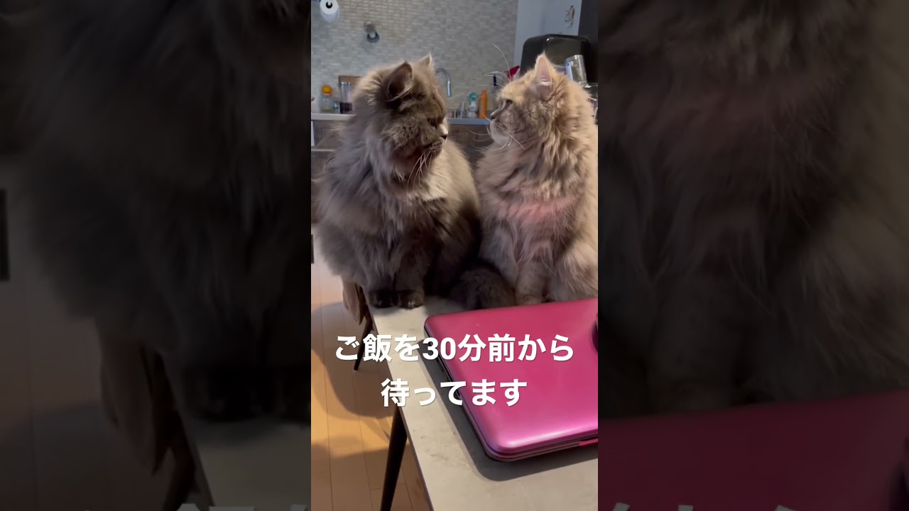 30分前からご飯を待つ食いしん坊親子　#ラガマフィン #猫のいる暮らし #子猫動画