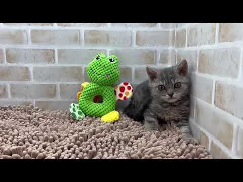 セルカークレックス　男の子　2023/02/18生まれ