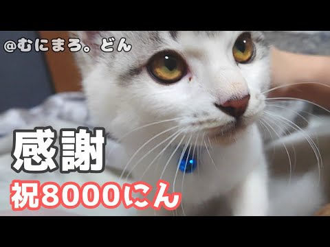 保護子猫が家族と一緒に自分の動画を観たらこんな風になりました