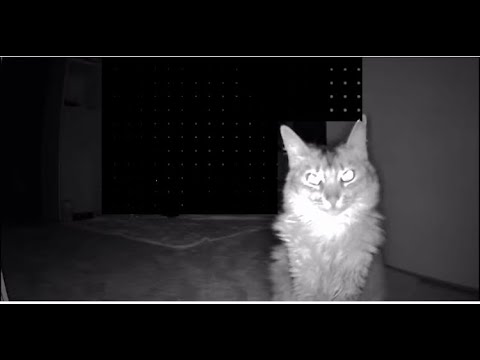 仕事で遅い時間まで帰れない日に、飼い主へ抗議の仁王立ちする猫が可愛すぎたw