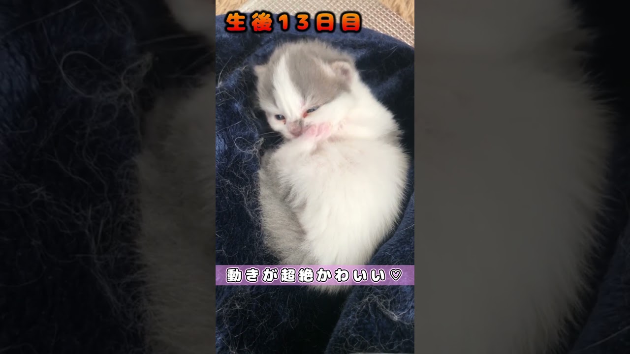 【動作が超絶かわいい仔猫】　#shorts　#ラガマフィン　#子猫