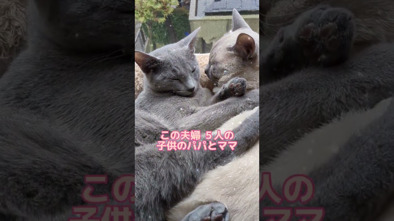 邪魔しないで‼️愛しあうふたり💕 #ロシアンブルー #russianblue #猫