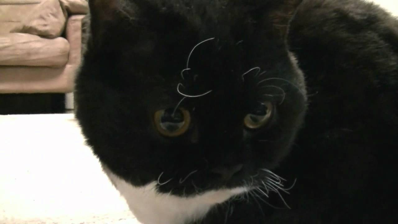 【猫】あずきとララ（まったり）セルカークレックス