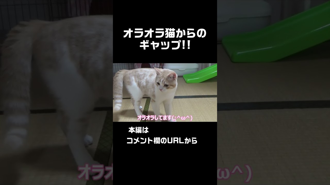 オラオラ歩く猫#shorts【スコティッシュフォールド】【アビシニアン】