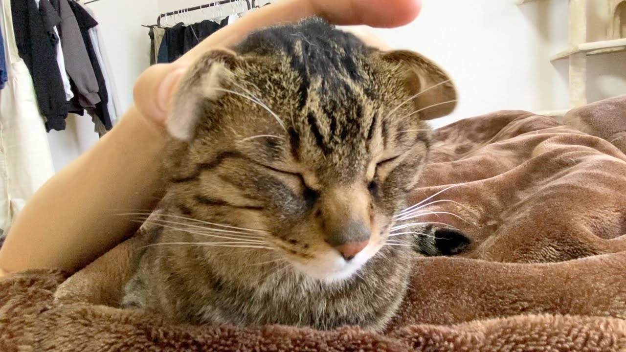 凶暴猫が甘えてきたのでお耳で遊んでみたら...