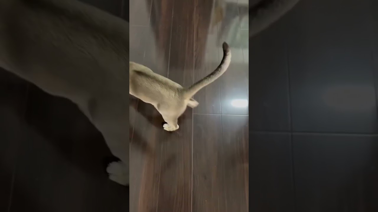 まっくろくろすけと遊ぶ　最後にネコバス登場　　　　　　　　　　　#猫  #cats  #シンガプーラ  #かわいい