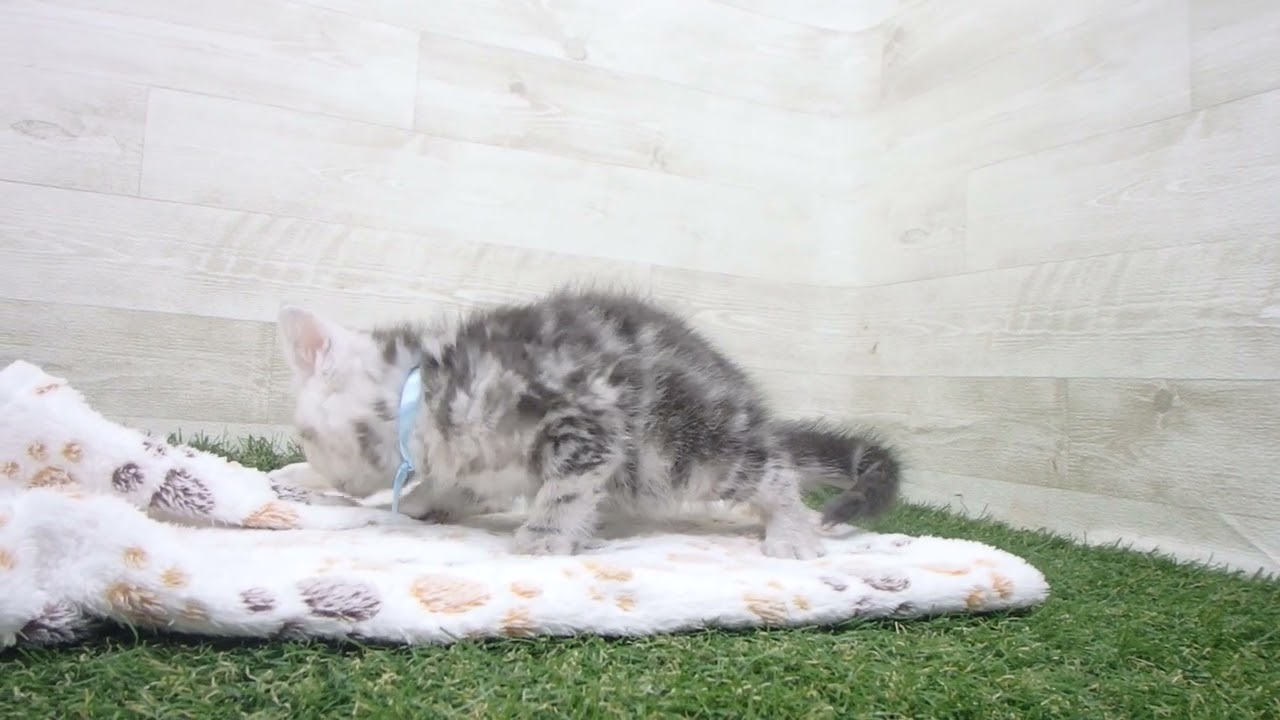 Coo&RIKU　No00629663 アメリカンショートヘアー