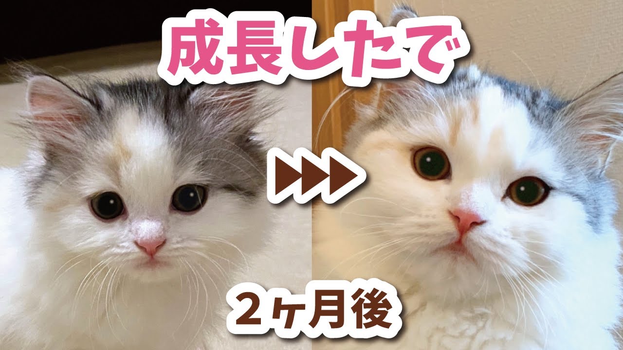 子猫から生後4ヶ月の成長記録を自分で解説する猫【おしゃべりする猫】