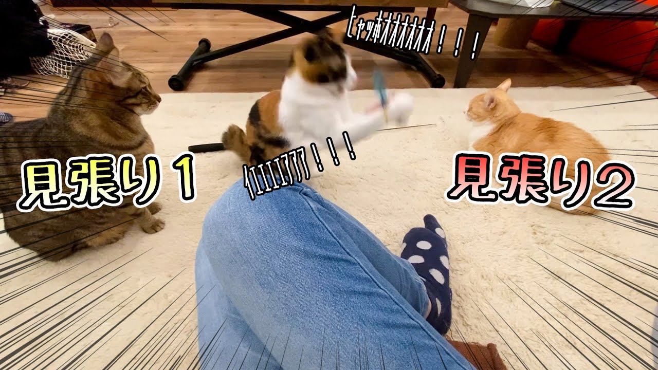 見張る兄たちと何も気にしていない妹ねこ。