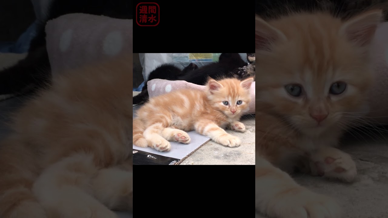 もふもふ 長毛茶トラの子猫 #shorts Cute kitty cat. 保護猫 可愛い ふさふさ