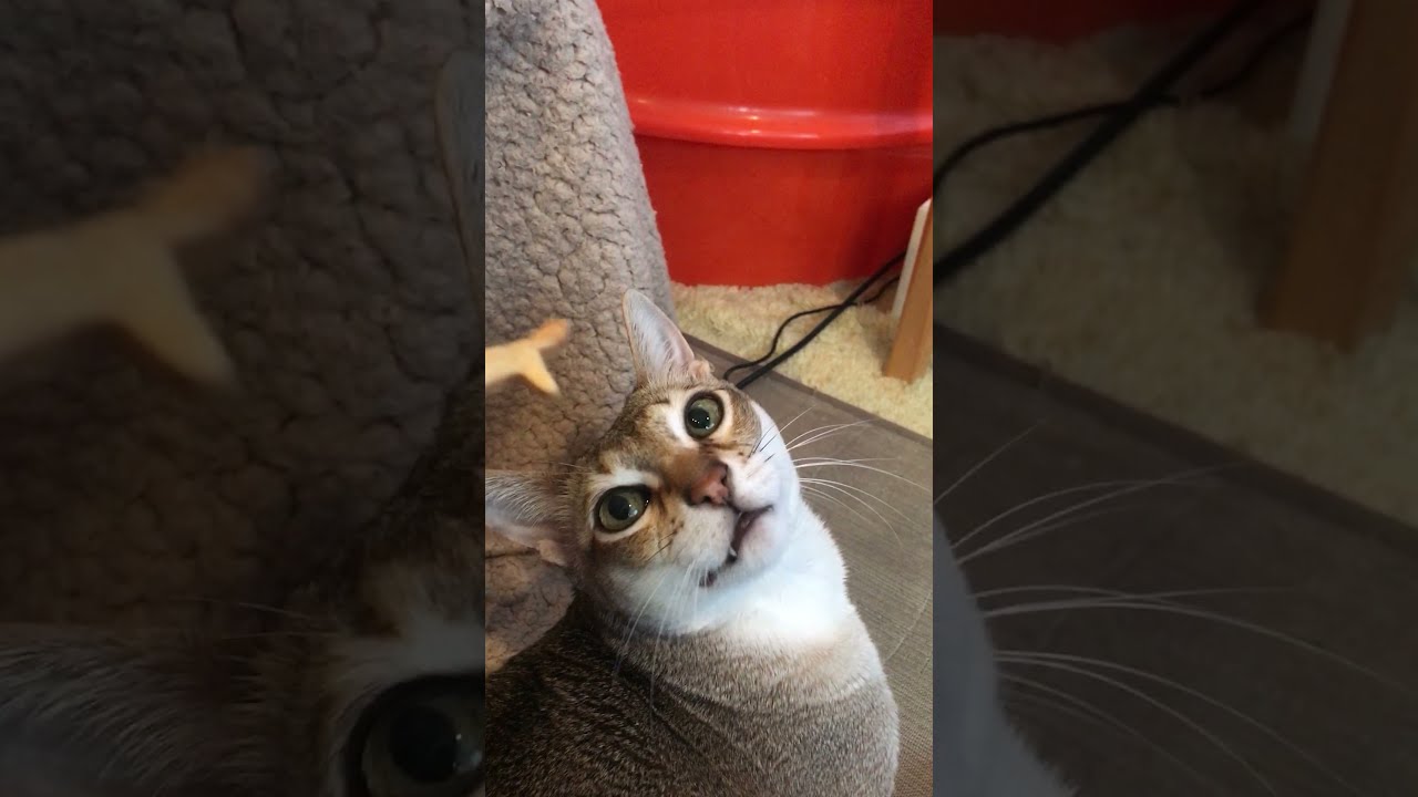 キツネなんてのっけないシンガプーラなのにゃ♪