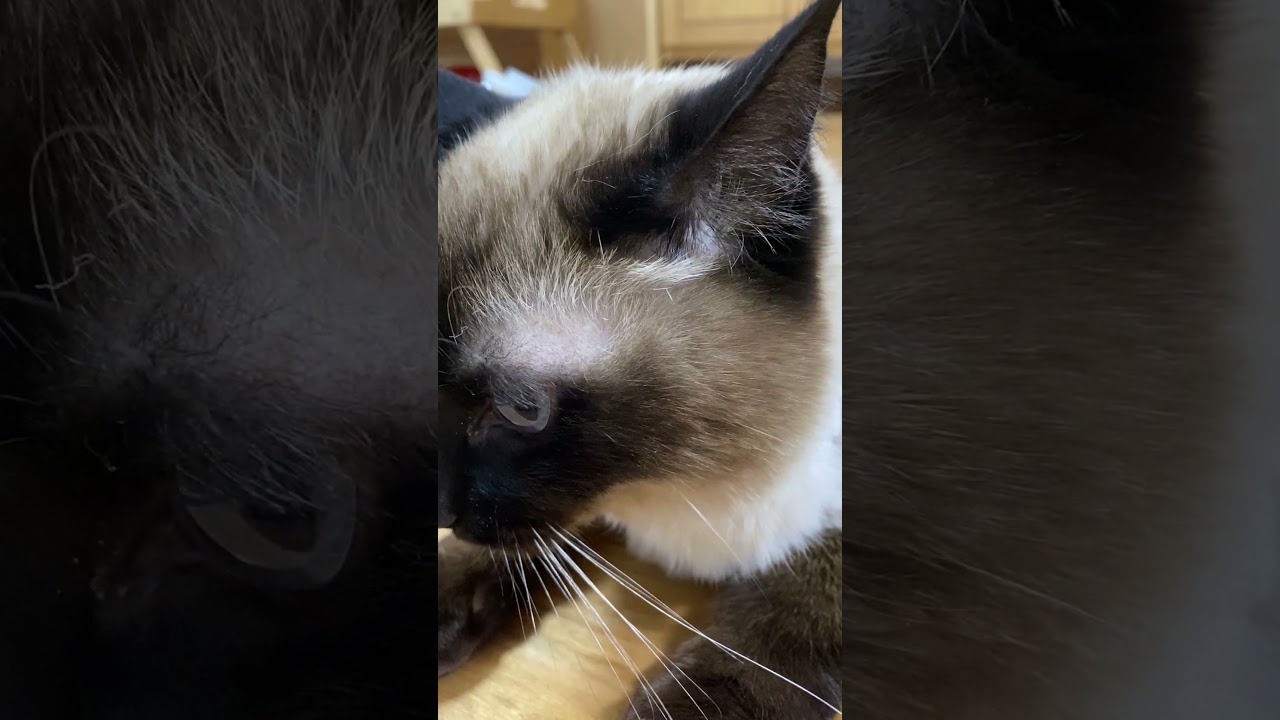 【2023.04.25】今日のシャム猫のふくさん（音無し）【たぬき猫】 #Shorts