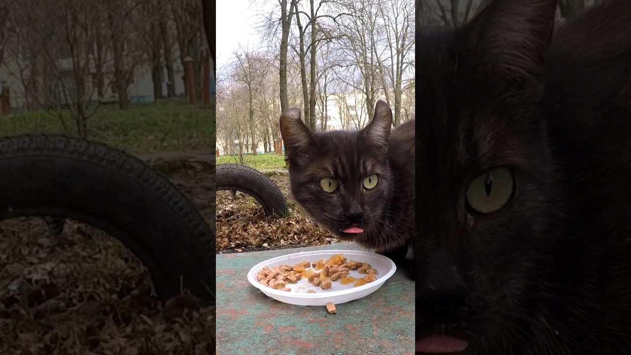 Mean Havana Brown Cat Competed Over Food 3 Times