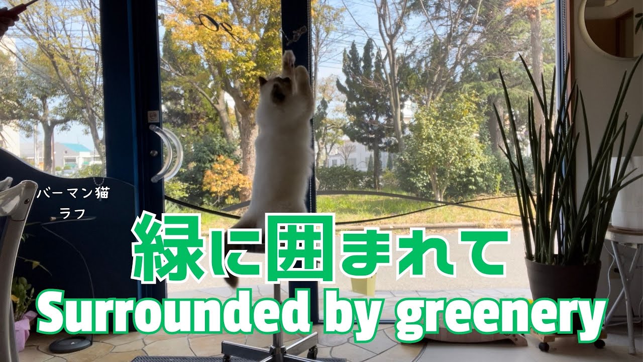 バーマン猫ラフ【緑に囲まれて】Surrounded by greenery（バーマン猫）Birman/Cat