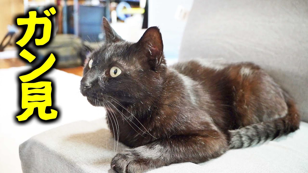 テレビに釘付けになる猫ちゃんが可愛すぎる！　【世界ネコ歩き】