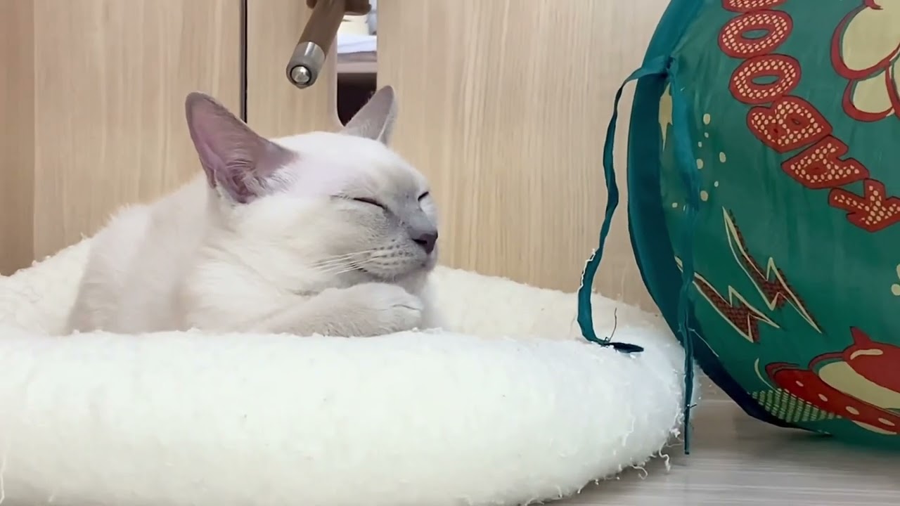 2023.04.05撮影　まったり♡トンキニーズの昼下がり♪