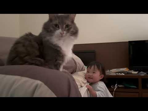 眠っている時は静かにそばにいる猫　ノルウェージャンフォレストキャットA cat that is always near you. Norwegian Forest Cat.