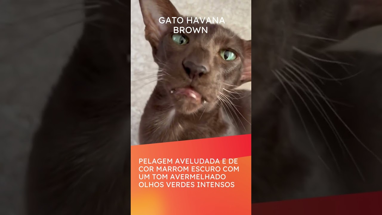 #shorts  GATO HAVANA BROWN