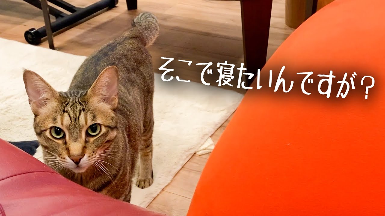 寝る場所を探して人間たちのもとをうろうろするねこ。