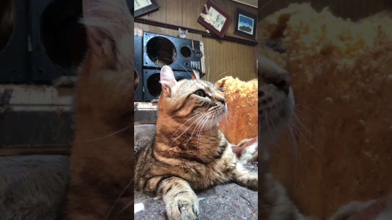 他の猫の襲撃から避難した直後のアメリカンカール男の子