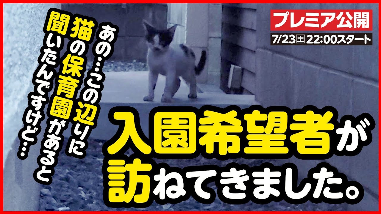 【子猫保護】「保護してください」と子猫が訪ねてきました